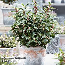 Sarcococca hookeriana Winter Gem