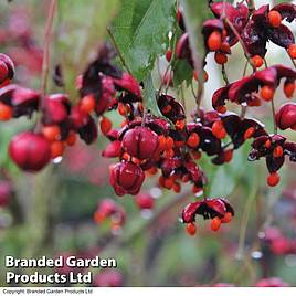 Euonymus europaeus Red Cascade
