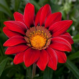 Gazania Red Shades