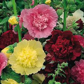 Hollyhock Chaters Double Mixed