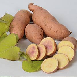 Sweet Potato Makatea (Treasure Island Series)