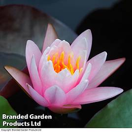 Water Lily Pink