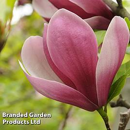 Magnolia Satisfaction