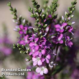 Hebe Garden Beauty Purple