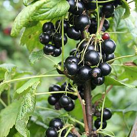Blackcurrant Summer Pearls Giant