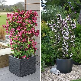 Weigela Towers of Flowers® Duo