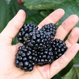 Blackberry Coolaris Patio Black (Patio fruit)