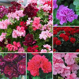 Nurserymans Choice Geranium Plant Collection