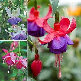 Fuchsia Hardy Trio