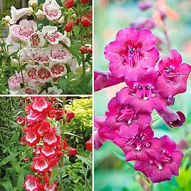 Penstemon Ice Cream Collection