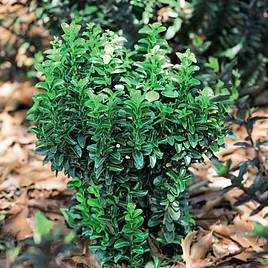 Euonymus japonicus Green Rocket