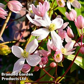 Clematis armandii Apple Blossom