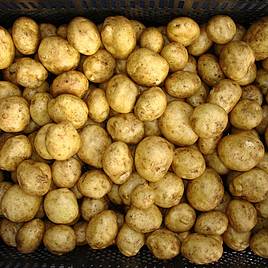 | How to Grow Potatoes in 12 easy steps! A FREE Step-by-step guide for growing and harvesting Potatoes successfully! | 1Garden.com
