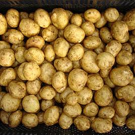 | How to Grow Potatoes in 12 easy steps! A FREE Step-by-step guide for growing and harvesting Potatoes successfully! | 1Garden.com | How to Grow Potatoes in 12 easy steps! A FREE Step-by-step guide for growing and harvesting Potatoes successfully! | 1Garden.com