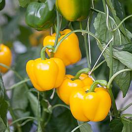 Sweet Pepper Campor (Grafted)