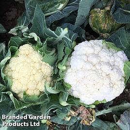 Cauliflower Whitex