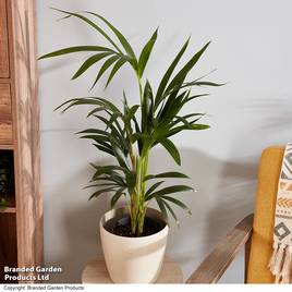 Kentia Palm