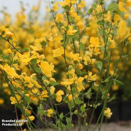Kerria japonica Golden Guinea