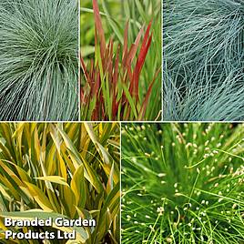 Colourful Ornamental Grass Collection
