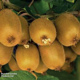 Kiwi Golden Kiwi