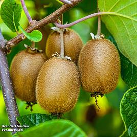 Kiwi Jenny