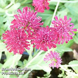Knautia macedonica Mars Midget