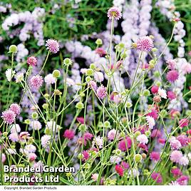 Knautia macedonica Melton Pastels