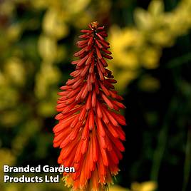 Red Hot Poker Redhot Popsicle