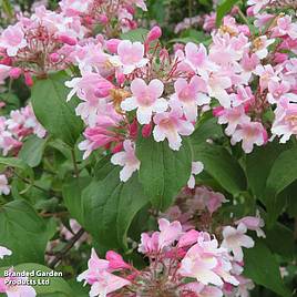 Kolkwitzia amabilis Pink Cloud