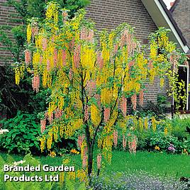 Laburnocytisus Adamii