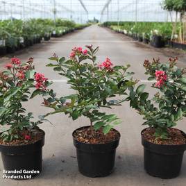 Lagerstroemia indica Coral Magic First Editions®