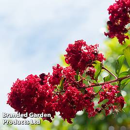 Lagerstroemia indica Dynamite
