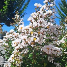 Lagerstroemia indica Neige DÉté