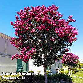 Lagerstroemia Pink Velour