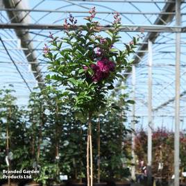 Lagerstroemia indica Purple Star
