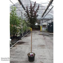 Lagerstroemia indica Rhapsody in Blue