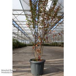 Lagerstroemia indica Rosea