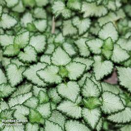 Lamium maculatum Beacon Silver