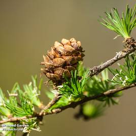 Japanese Larch