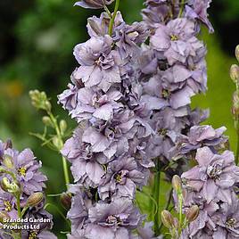 Delphinium consolida Misty Lavender - Seeds