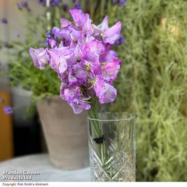 Sweet Pea Streamer Lavender - Seeds