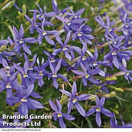 Laurentia Indigo Stars