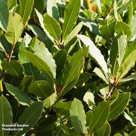 Laurus nobilis