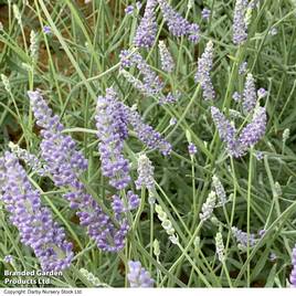 Lavender Anniversary Bouquet