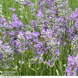 Lavender Ashdown Forest