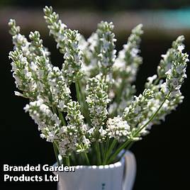 Lavender Exceptional