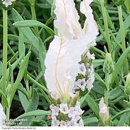 Lavender Fairy Wings Blush