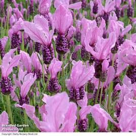 Lavender Fairy Wings Pink