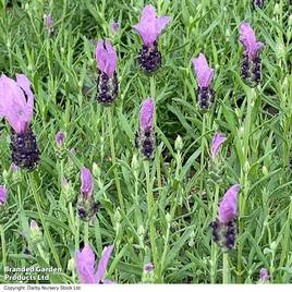 Lavender Fairy Wings Purple