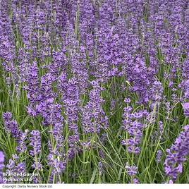 Lavender Folgate